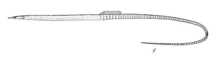 Nerophis maculatus Rafinesque, 1810