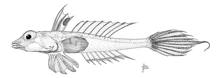 Ilustração / © Leslie Galagher