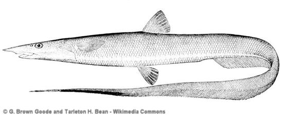Aldrovandia affinis (Günther, 1877)