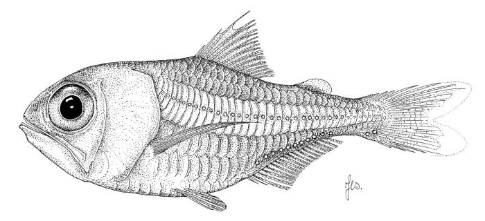 Illustration / © Leslie Galagher