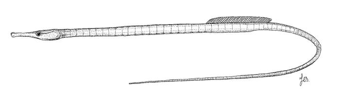 Entelurus aequoreus (Linnaeus, 1758)