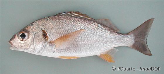 Pomadasys incisus (Bowdich, 1825)