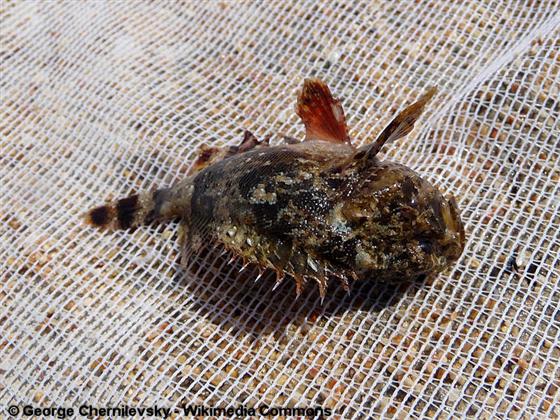 © George Chernilevsky