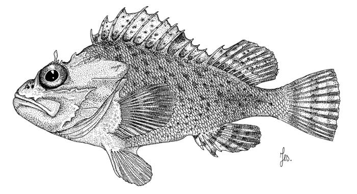 Ilustración / © Leslie Galagher