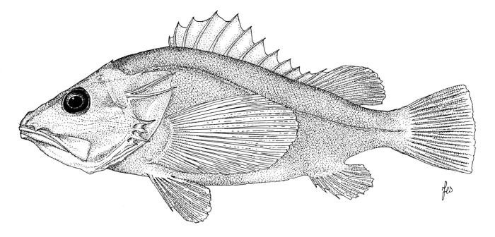 Ilustración / © Leslie Galagher