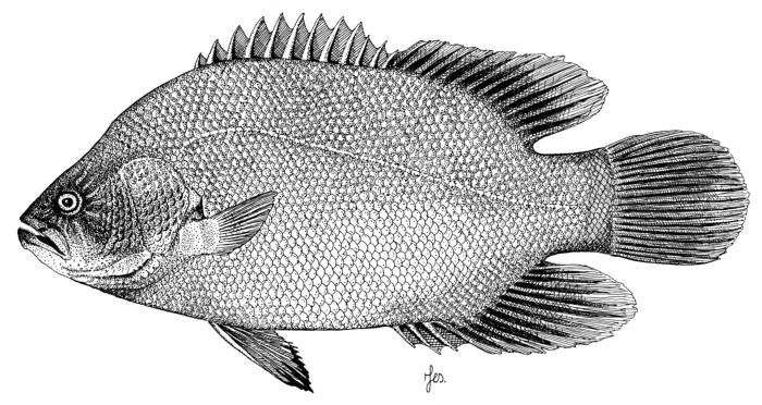 Lobotes surinamensis (Bloch, 1790)
