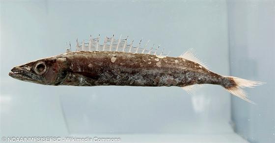 &copy; NOAA/NMFS/SEFSC