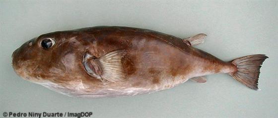 © Pedro Niny Duarte/ImageDop