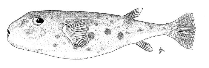 Illustration / © Leslie Galagher