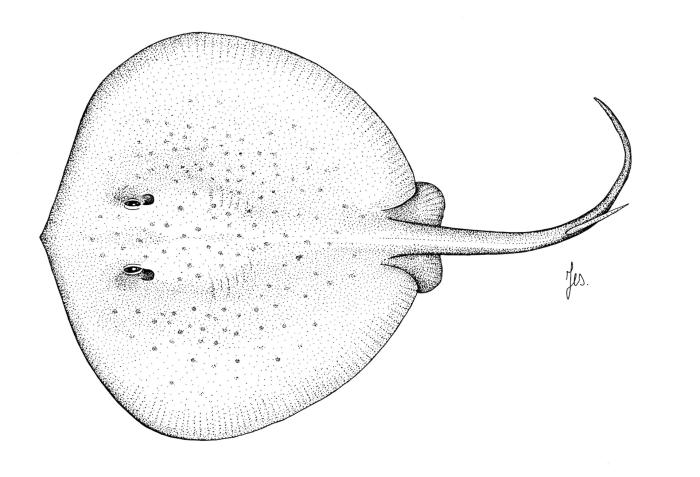 Ilustração / © Leslie Galagher
