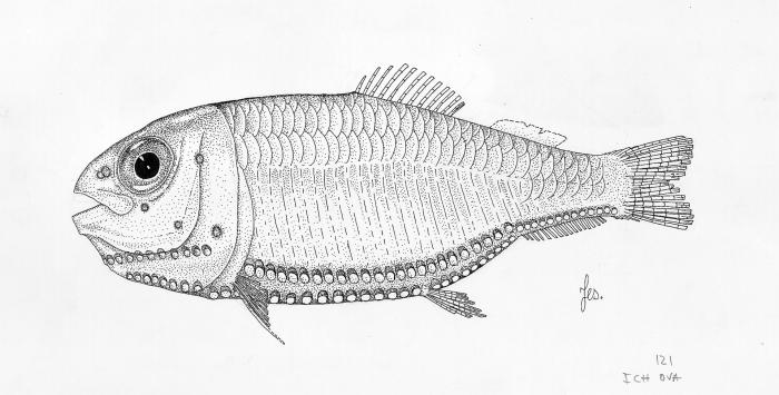 Ilustración / © Leslie Galagher