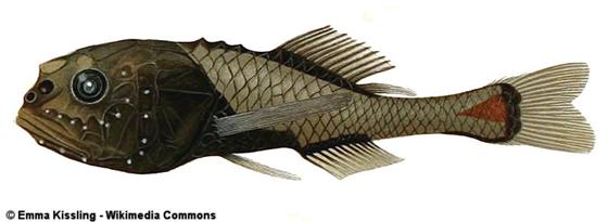 Poromitra crassiceps (Günther, 1878)