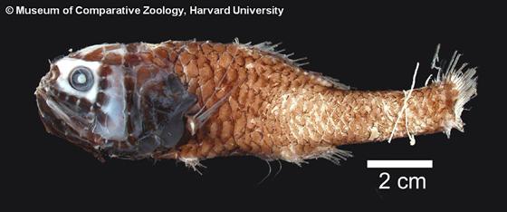 Poromitra crassiceps (Günther, 1878)
