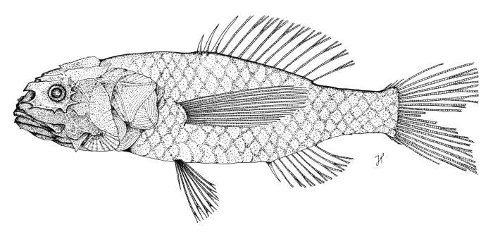 Poromitra crassiceps (Günther, 1878)