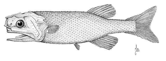 Acanthochaenus luetkenii Gill, 1884