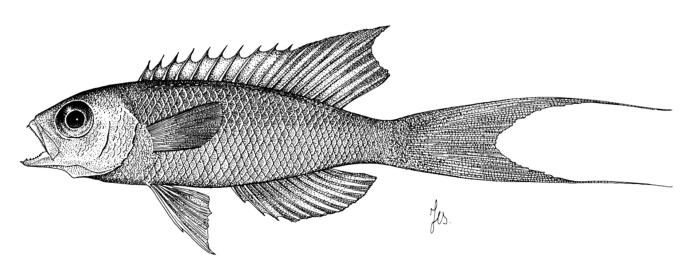 Ilustração / &copy; Leslie Galagher