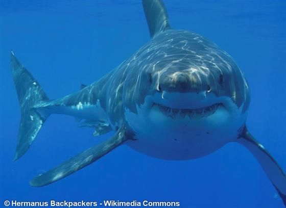 © Hermanus Backpackers