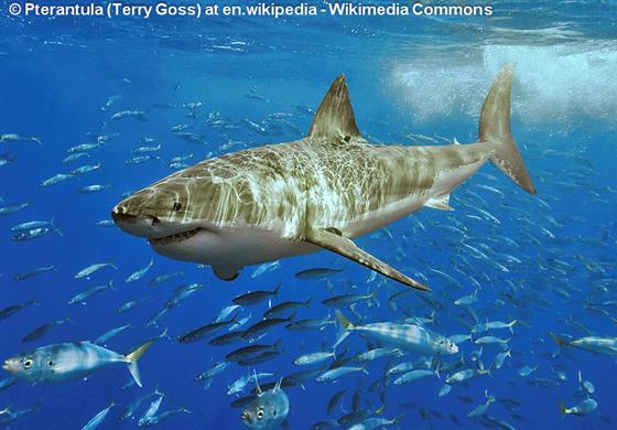 © Pterantula (Terry Goss)