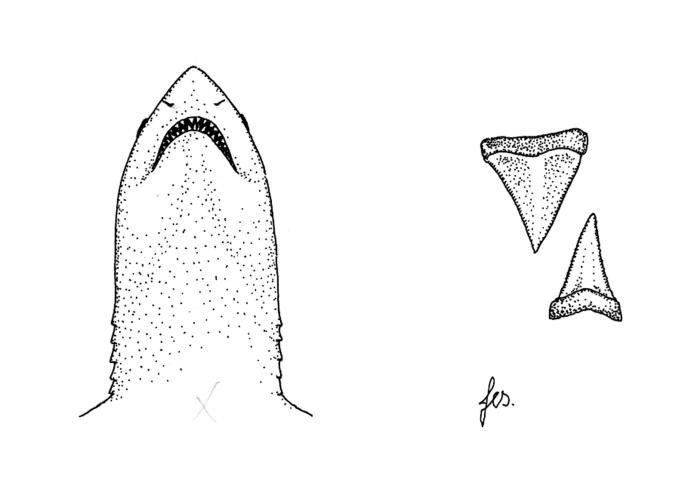 Ilustración / © Leslie Galagher