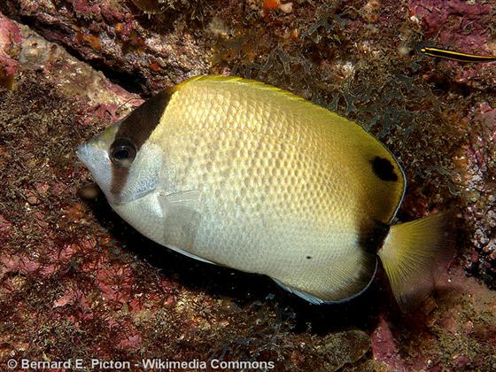 Chaetodon sedentarius Poey, 1860