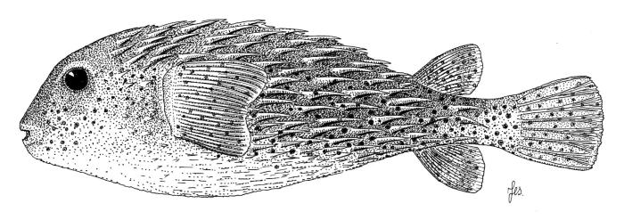 Ilustración / © Leslie Galagher