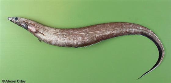 Polyacanthonotus rissoanus (De Filippi & Verany, 1857)