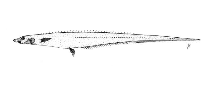 Polyacanthonotus rissoanus (De Filippi & Verany, 1857)