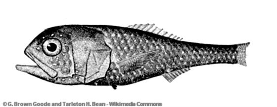 Poromitra capito Goode & Bean, 1883
