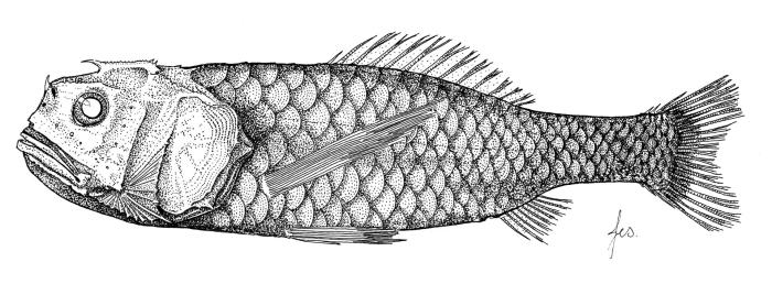 Poromitra capito Goode & Bean, 1883