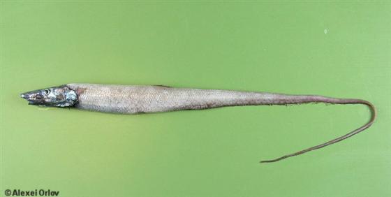 Aldrovandia phalacra (Vaillant, 1888)