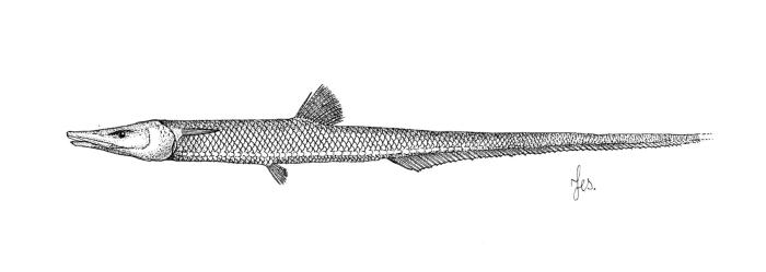 Aldrovandia phalacra (Vaillant, 1888)
