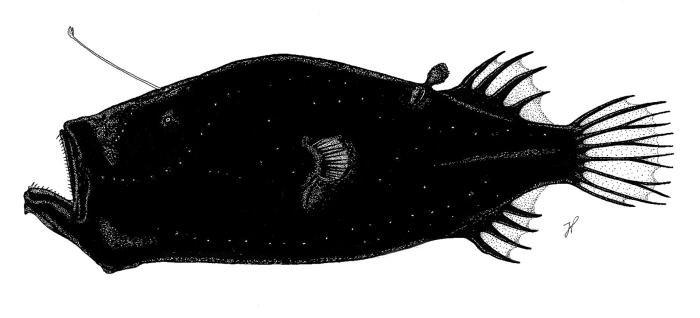 &copy; J. P. Barreiros