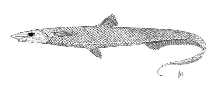 Halosaurus ovenii Johnson, 1864