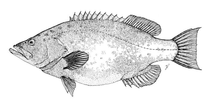 &copy; J. P. Barreiros