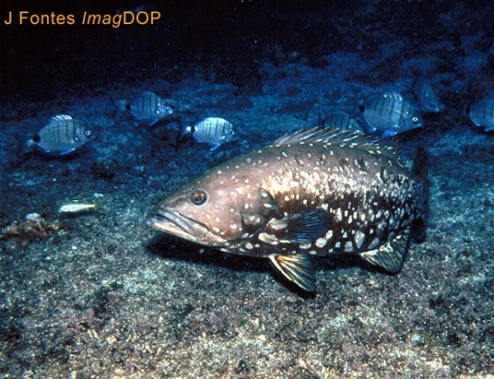 &copy; J Fontes ImagDOP