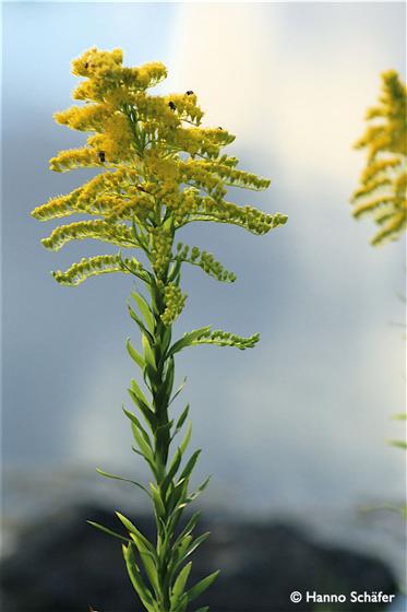 Solidago gigantea Aiton