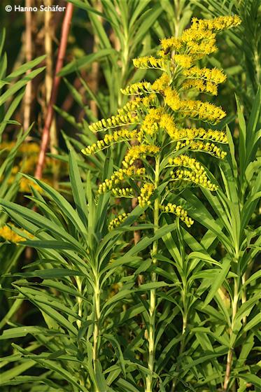 Solidago gigantea Aiton