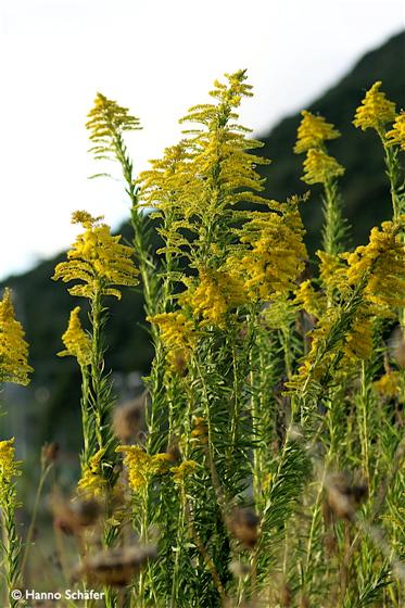 Solidago gigantea Aiton