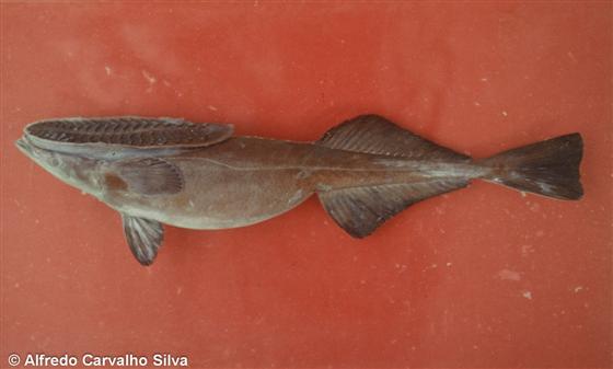 © Alfredo Carvalho Filho