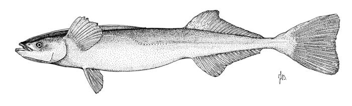 Ilustração / © Leslie Galagher