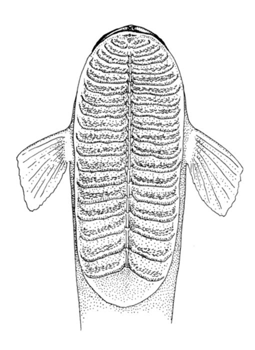 Ilustração / © Leslie Galagher