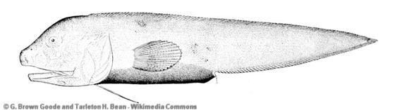 © G. Brown Goode & Tarleton H. Bean