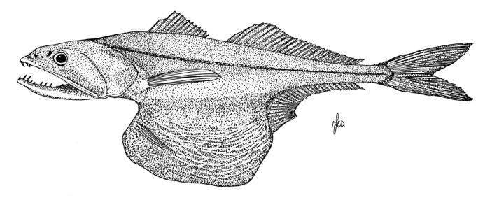 Ilustración / © Leslie Galagher