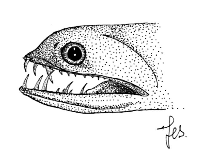 Ilustración / © Leslie Galagher