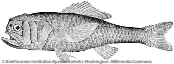 Melamphaes suborbitalis (Gill, 1883)