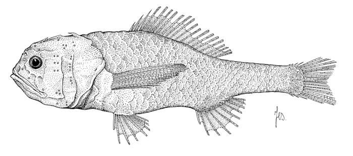 Melamphaes suborbitalis (Gill, 1883)