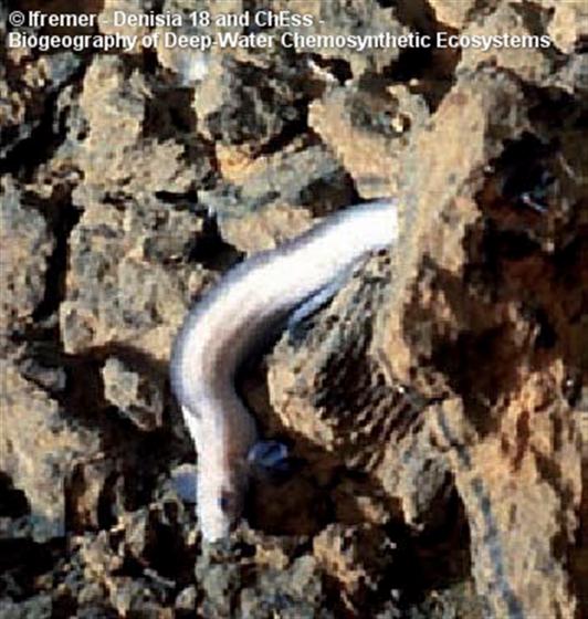 Pachycara thermophilum Geistdoerfer, 1994
