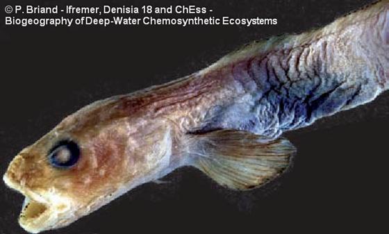 Pachycara thermophilum Geistdoerfer, 1994