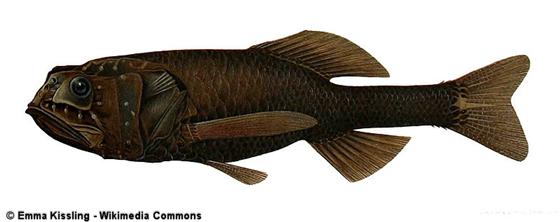 Scopeloberyx robustus (Günther, 1887)