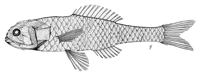 Scopeloberyx robustus (Günther, 1887)